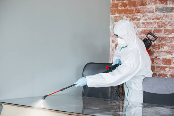 Best Mold Damage Restoration in Chester, WV