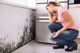 Best Basement Mold Removal in Chester, WV